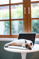 Domestic Pet Cat lying down on laptop..