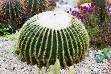 Echinocactus grusonii in a dry garden