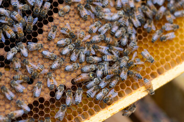 Bienen und Binenkönigin auf Wabe aus Bienenwachs - obrazy, fototapety, plakaty
