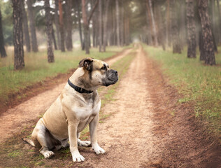 A large cadebo dog sits on a path in the forest.
Magnificent huge watchdog.
Purebred dog for a walk in the forest.
Beautiful big cadebo dog on a path in the forest.