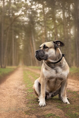 A large cadebo dog sits on a path in the forest.
Magnificent huge watchdog.
Purebred dog for a walk in the forest.
Beautiful big cadebo dog on a path in the forest.