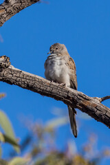 Diamond Dove in New South Wales Australia