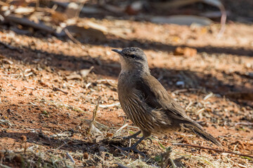 Brown Treecreeper in New South Wales Australia