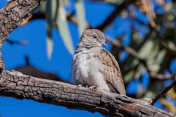 Diamond Dove in New South Wales Australia