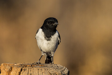 Male Hooded Robin in New South Wales Australia