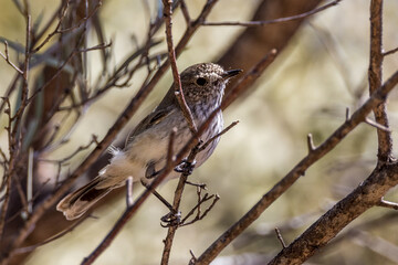 Inland Thornbill in New South Wales Australia