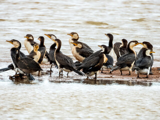 Little Pied Cormorant in New South Wales Australia