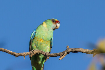 Mallee Ringneck Parrot in New South Wales Australia