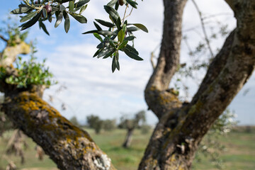 Fototapeta na wymiar olea europaea is a common olive tree in the European Mediterranean