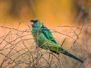 Mallee Ringneck Parrot in New South Wales Australia