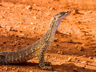 Sand Goanna in New South Wales Australia