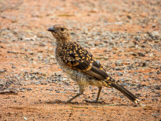 Spotted Bowerbird in New South Wales Australia