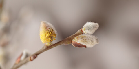 Close up macro photography of willow branches with catkins in the room on beige background. Elegant artistic image nature with selective focus