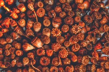 dried plants collected in a bunch. flat background of dried poppy heads.