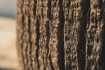 Textura del tronco de un árbol iluminado por el sol  © Ares