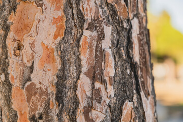 Tronco de pino, primer plano  © Ares