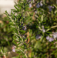 The Sprig of Rosemary,