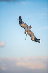 Pelican diving into the water for fish spring sunset