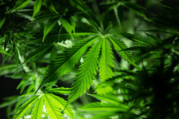 Marijuana leafs background recreational american cannabis