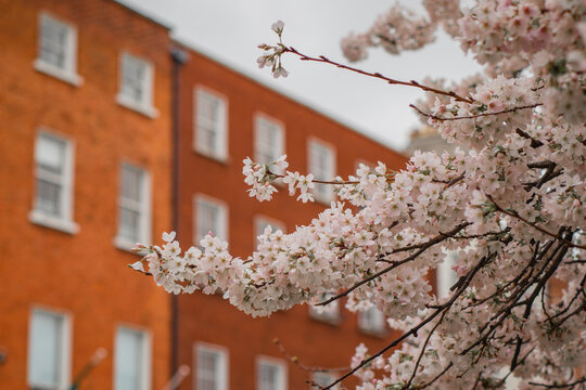 Detail of blooming white cherry tree petals on red brick wall english or irish type housing in the background.
