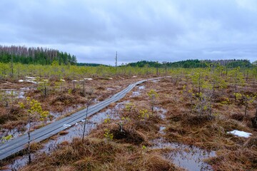 Fototapeta na wymiar A wooden tourist trail through the swamp, with low pine trees along the edges. An early spring.