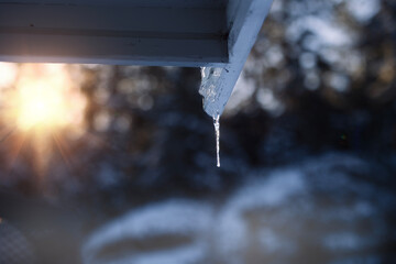 Naklejka na ściany i meble an icicle on the corner of the HOUSE against the backdrop of a blurred spruce forest, a symbol of spring and the awakening of nature