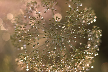 Sunlit flower with dewdrops . Close-up of water droplets on Dill .
Detail shot of crop flower with dew.
Macro photo Dill in the morning.
Fresh and vibrant flower with moisture. Shiny twig. Bokeh light