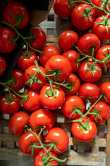 Red ripe tasty Dutch tomatoes growing indoor in greenhouse all seasons, food industry in Netherlands