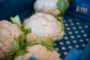 Big white organic cauliflower cabbage on market