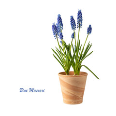 Fototapeta na wymiar Blue muscari bulbs and flowers in clay pot isolated on white background.