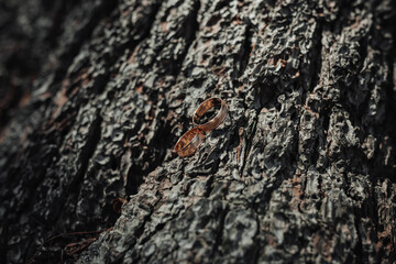Wedding photography. Close up wedding rings lie on the bark of a tree. amazing stylish wedding rings near a rustic wreath on a tree in