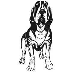Basset Hound dog hand drawn illustration, black and white vector pets logo line art