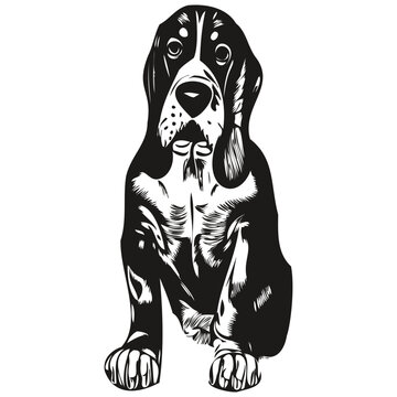 Basset Hound dog hand drawn illustration, black and white vector pets logo line art