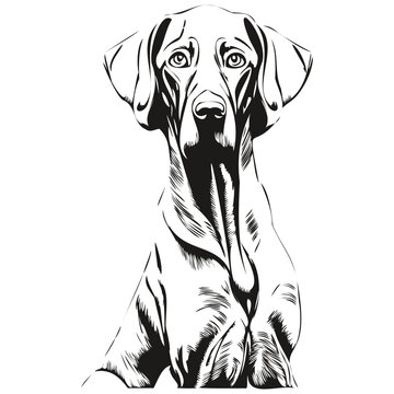 Weimaraner dog line art hand drawing vector logo black and white pets illustration