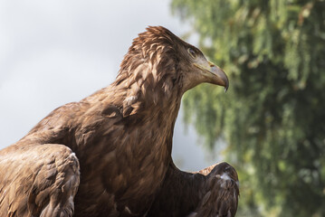 Golden eagle, the best-known bird of prey in the Northern Hemisphere