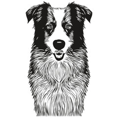Border Collies dog hand drawn vector line art drawing black and white logo pets illustration - obrazy, fototapety, plakaty