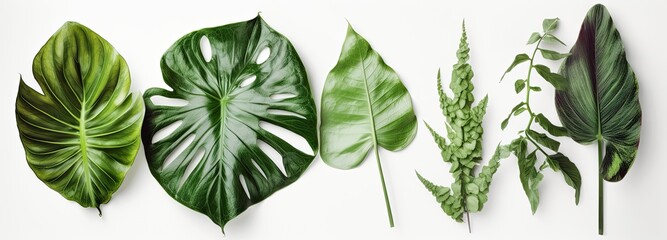 White backdrop with green leaves from multiple plants, styled in tropical symbolism. Generative AI