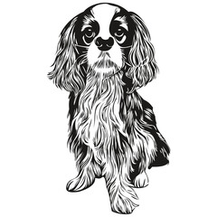 Cavalier King Charles Spaniels dog hand drawn line art vector drawing black and white logo pets illustration