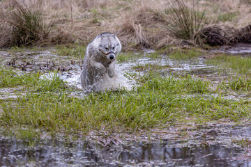 Husky Siberian dog (or wolf) playing in the water while moving. © NikiforPix
