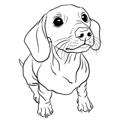 Dachshund Puppy black and white line drawing doodle style vector illustration
