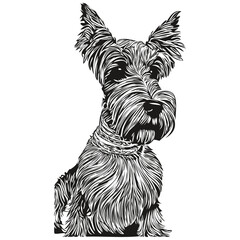 Miniature Schnauzer dog hand drawn line art vector drawing black and white logo pets illustration