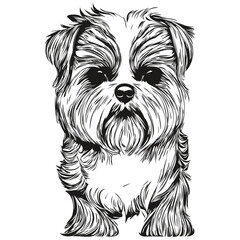Shih Tzu dog hand drawn line art vector drawing black and white logo pets illustration