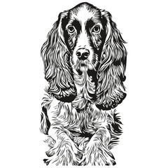 english cocker spaniel