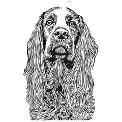 english cocker spaniel