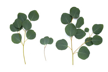 Green leaves of eucalyptus on white