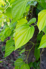 Green leaves of betel plant in the garden