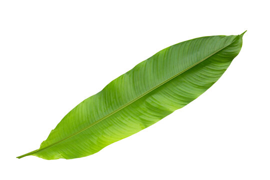 Heliconia leaves on white background