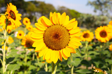 Sunflower field, Beautiful summer landscape.