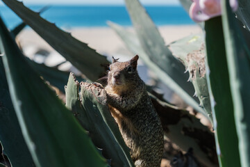 close up of a squirrel