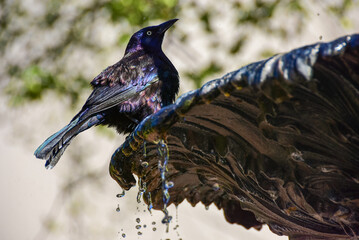 Grackles bathe at the Smithsonian's serpentine garden on the National Mall in Washington, DC.
